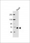 RELB Antibody